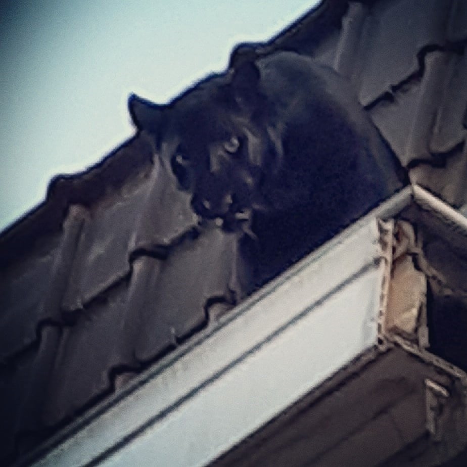 The panther looks down from a building’s guttering. Photo: AFP