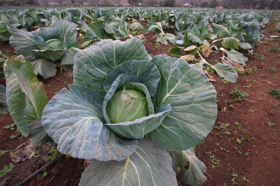 Cabbage is loved by chefs today for its versatility and crisp texture. Photo: Alamy