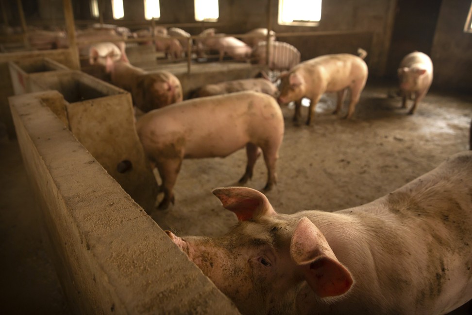 An outbreak of African swine fever has hit pig stocks in China and led to a spike in consumer inflation. The Asian Development Bank has warned that . (AP Photo/Mark Schiefelbein)