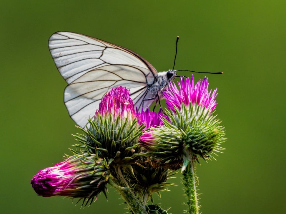 A butterfly on thistle flowers in Qinyuan’s countryside. Photo: Martin Williams
