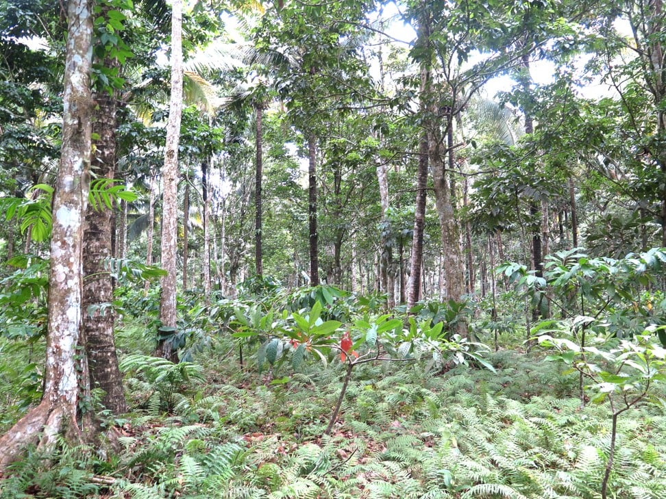 A forest filled with pili trees. Photo: Pili Pushers