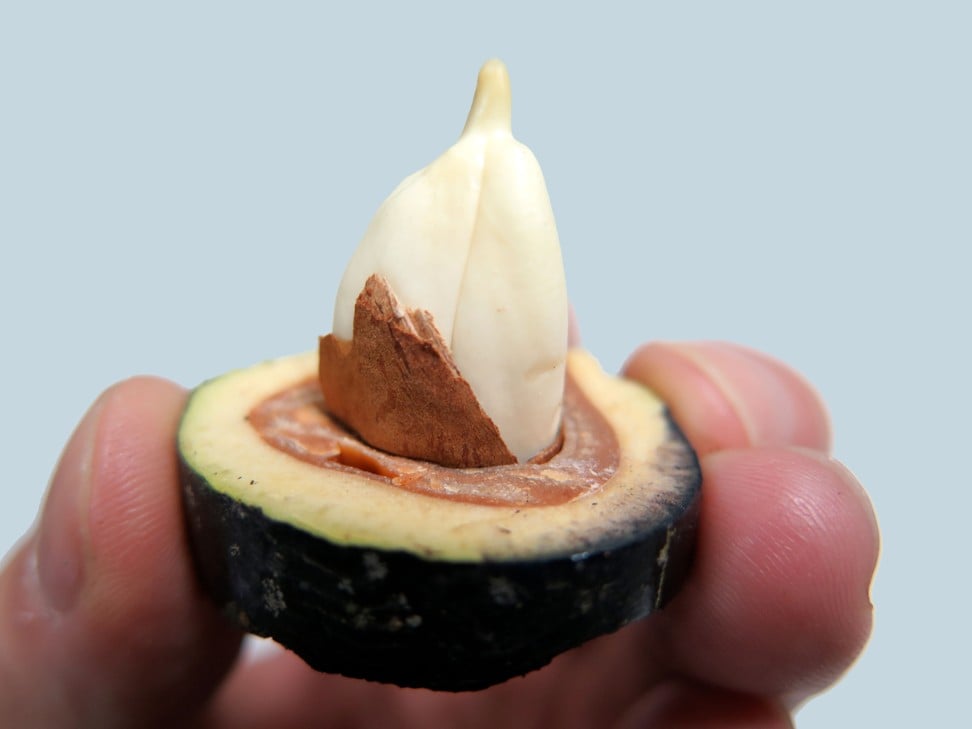 Pili nuts can help lower cholesterol. Photo: Pili Pushers