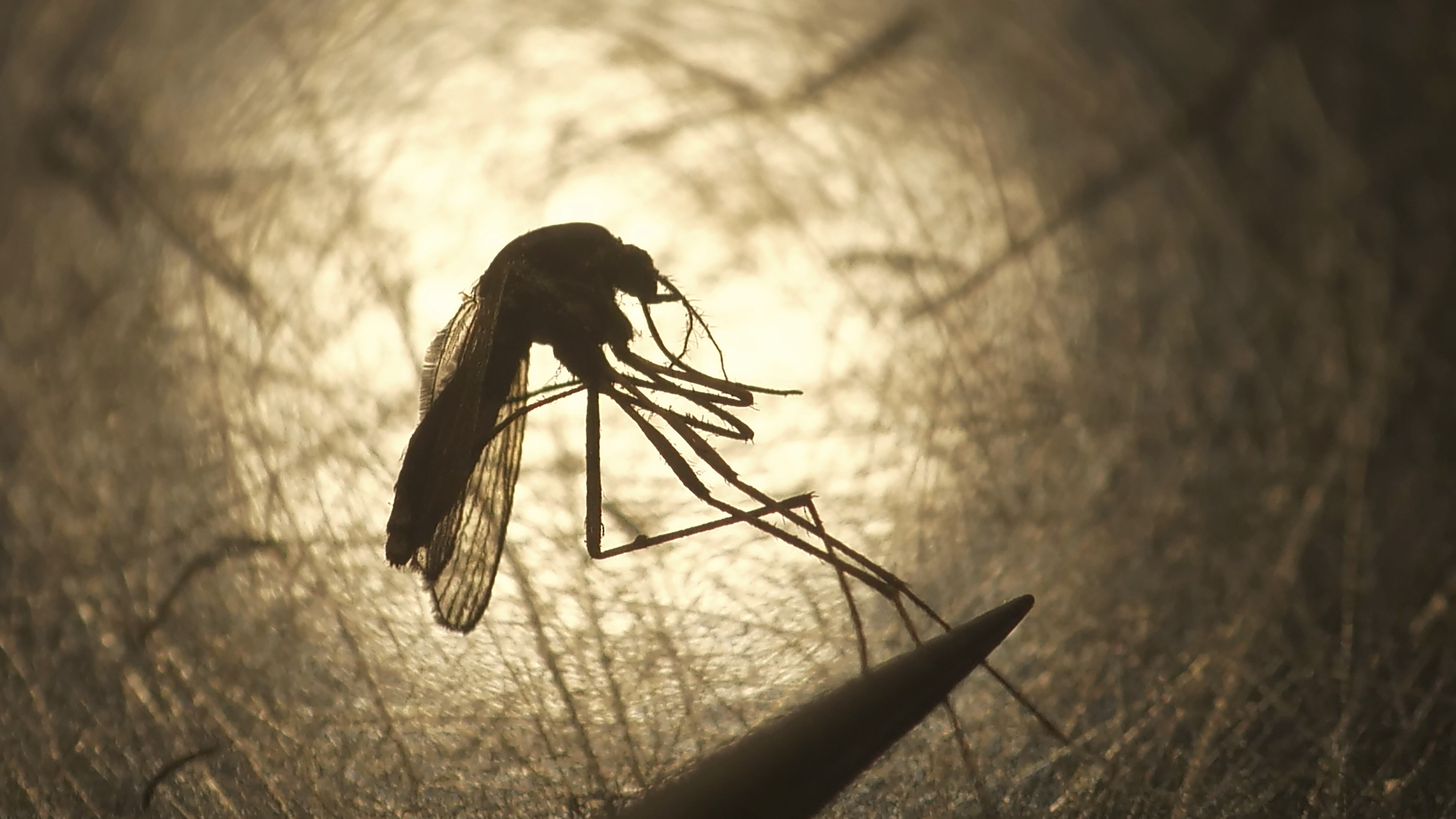 Warmer weather affects mosquito breeding, which may lead to an increase in some deadly diseases.