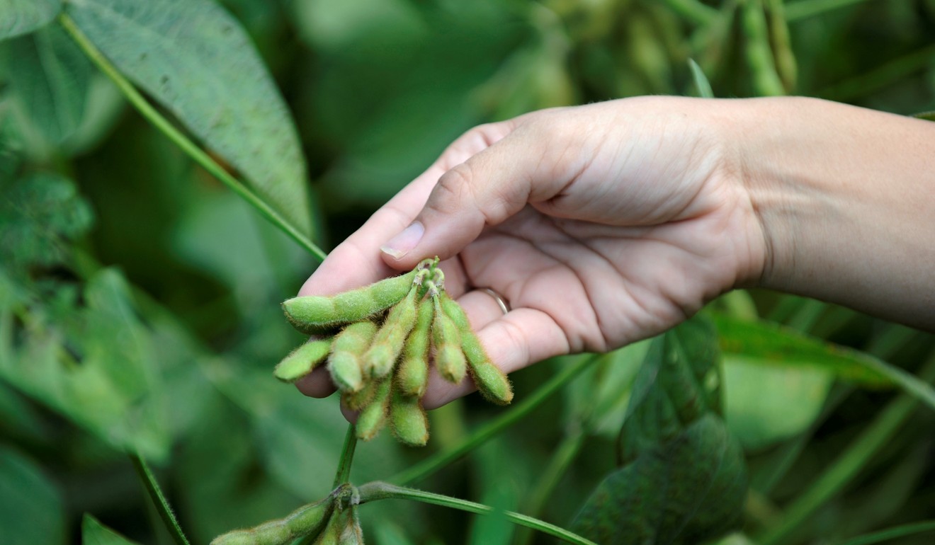 The Ministry of Commerce said in late September that China has purchased a “considerable” amount of US soybeans, as well as pork, ahead of trade talks. Photo: Reuters