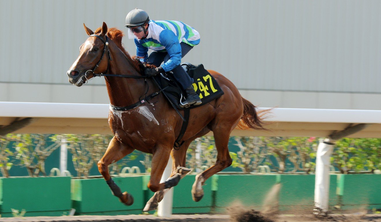 Voyage Warrior coasts to victory in a barrier trial last week.