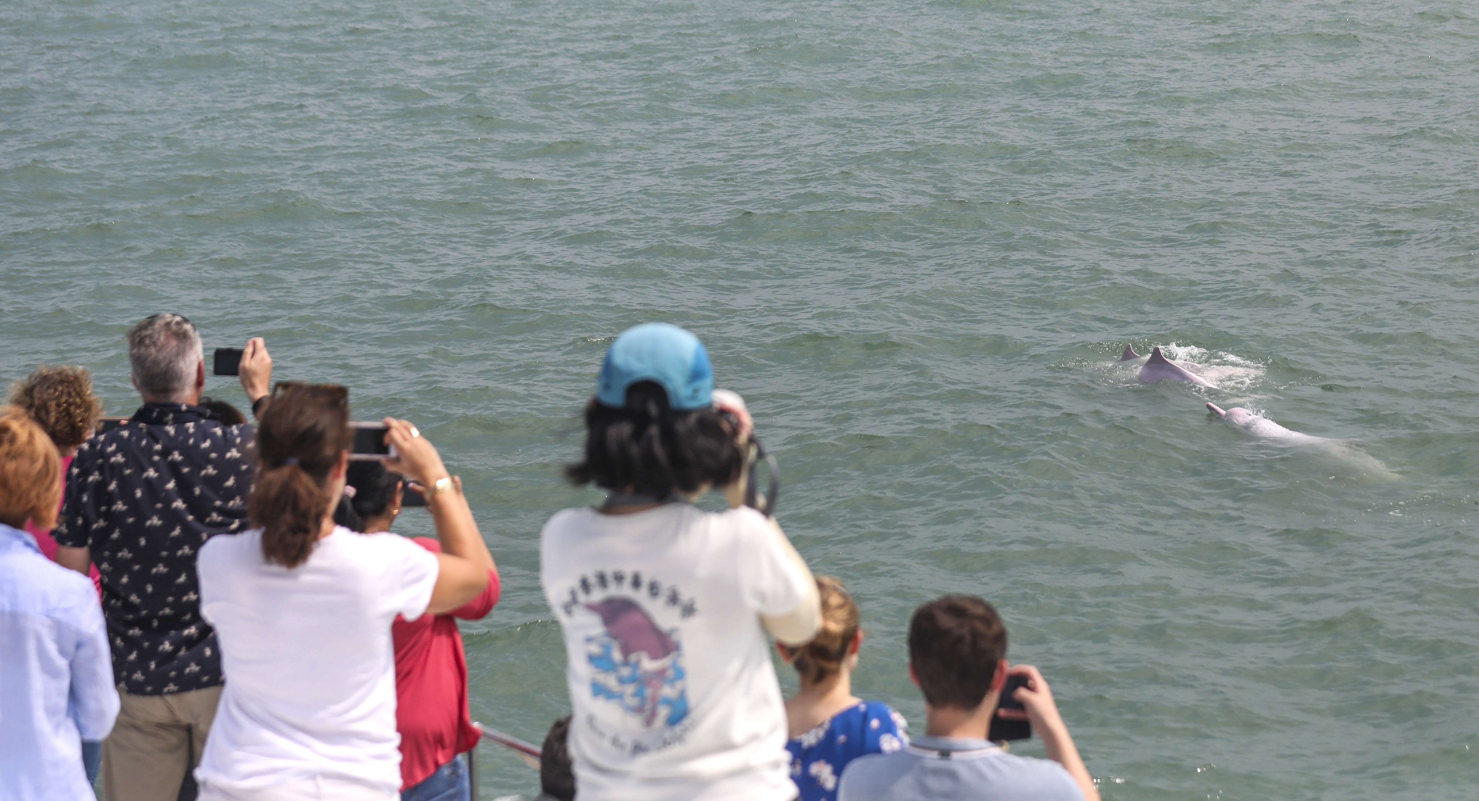 Tourists on the Hong Kong Dolphin Watch tour around Lantau Island on October 9. Photo: Xiaomei Chen