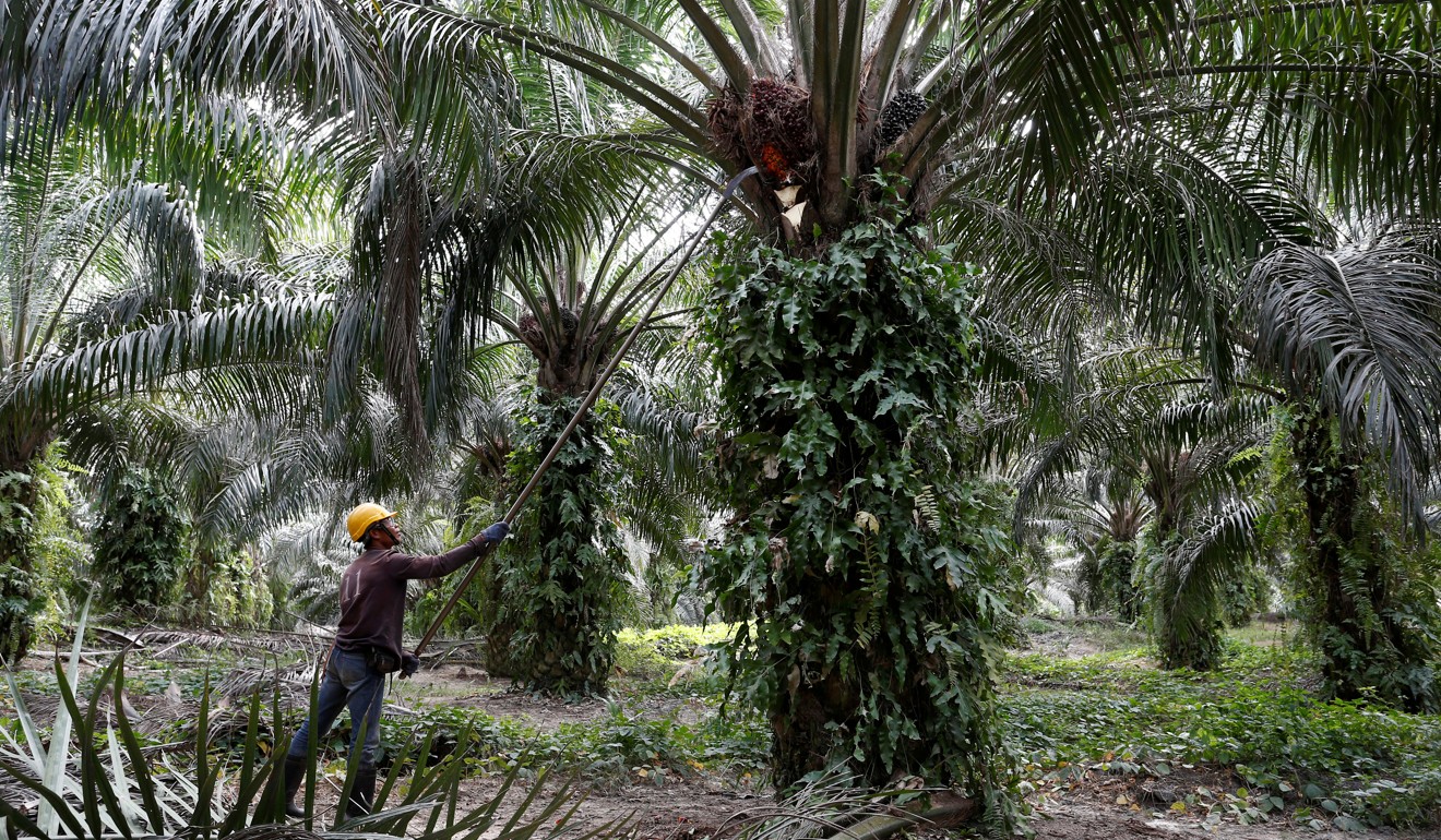 A worker collects palm oil fruits at a plantation in Negeri Sembilan, Malaysia. Photo: Reuters