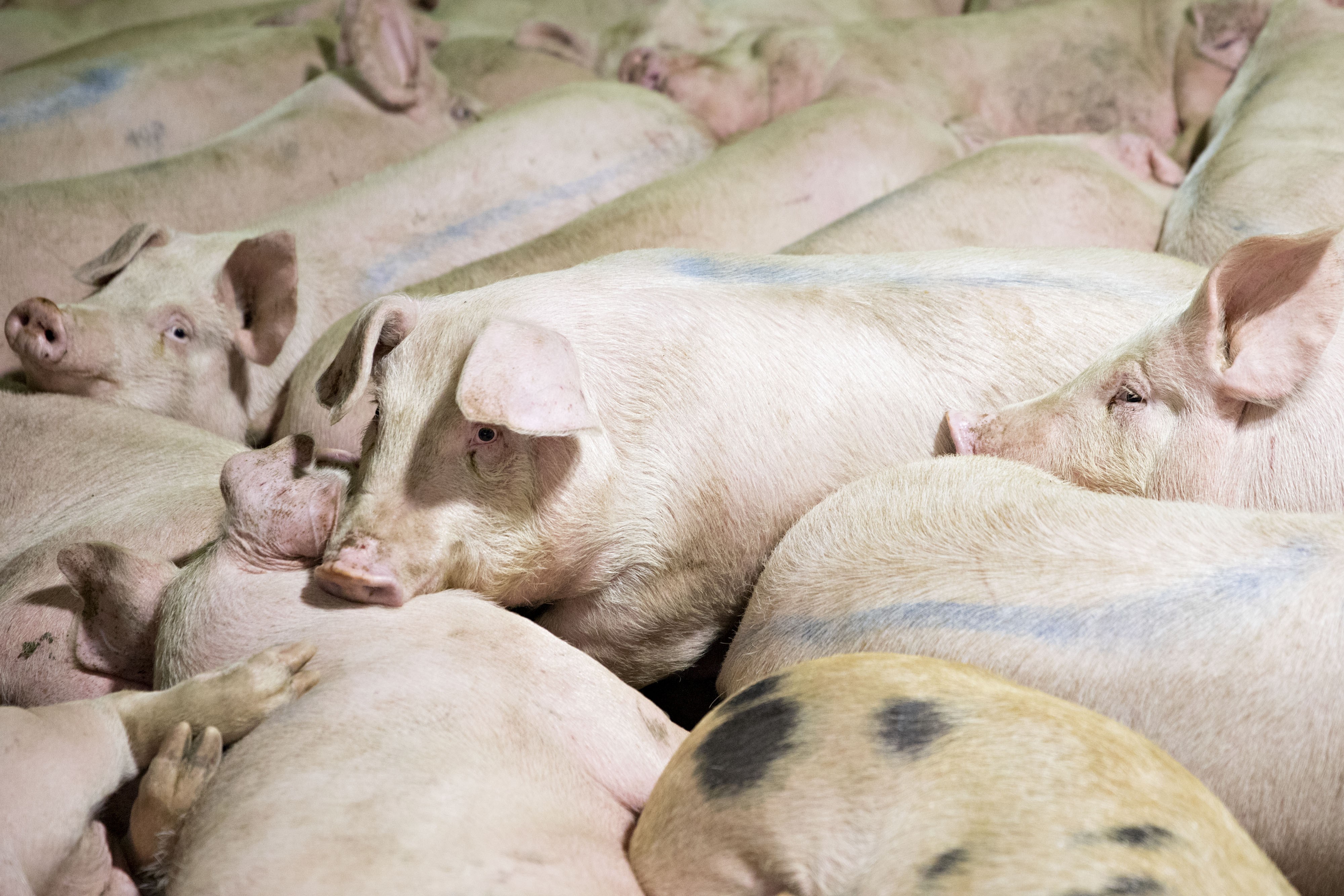 Pigs lie in a pen before being butchered at Smithfield Foods’ pork processing facility in Milan, Missouri on Wednesday, April 12, 2017. WH Group of Hunan acquired Virginia-based Smithfield, the world's largest pork producer, in 2013 for US$6.95 billion. Photo: Bloomberg