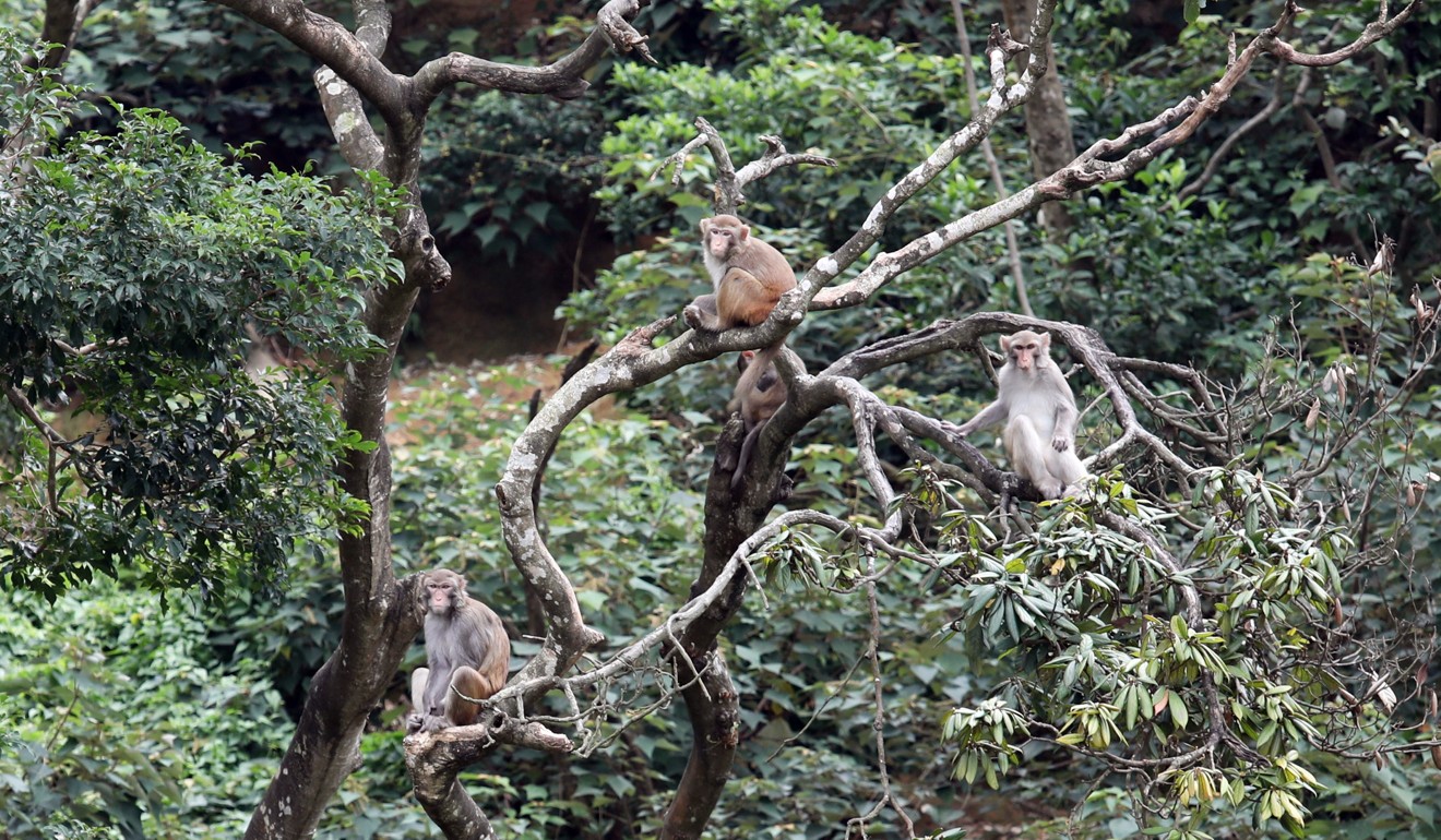 Wild monkeys are seen at Kam Shan Country Park. New rubbish bins will be installed to stop wild boars and monkeys from raiding. Photo: Nora Tam