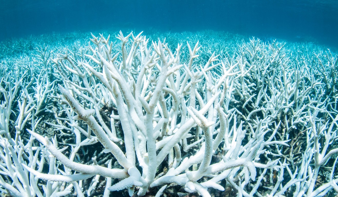 Despite more extreme weather, Hong Kong’s coral reefs are in good ...