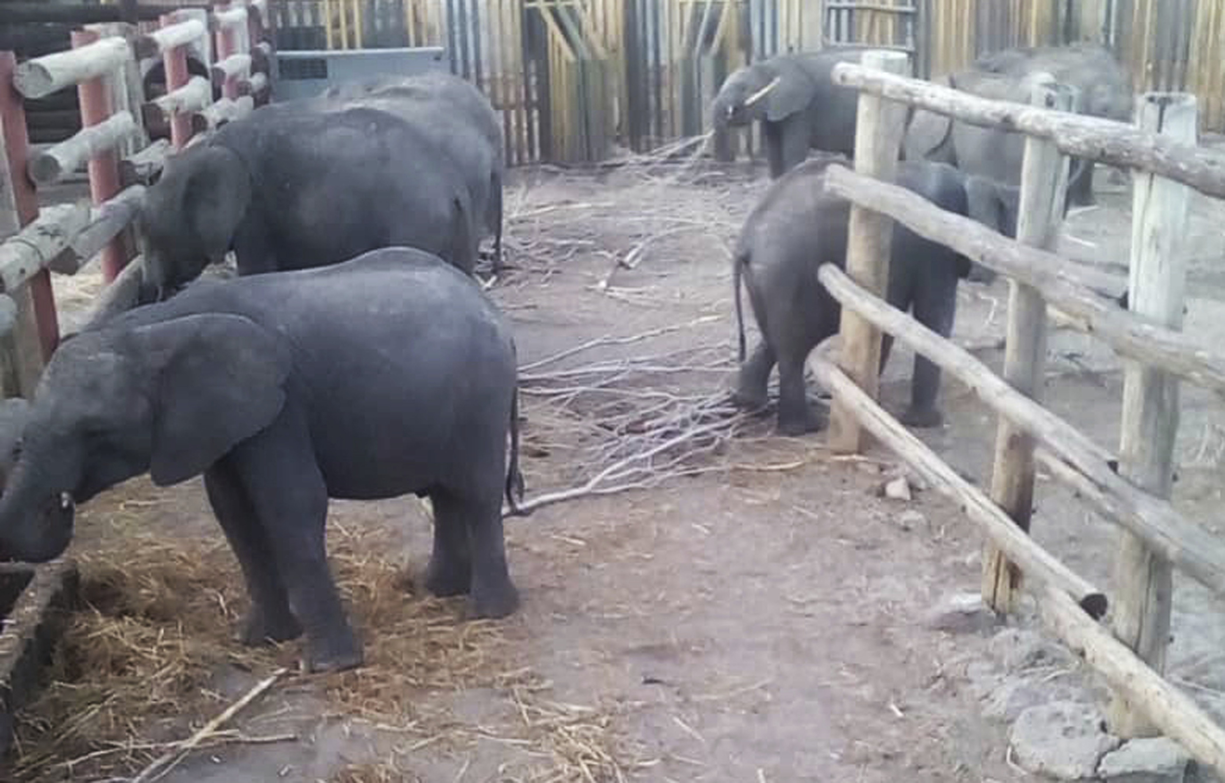 Dozens of baby African elephants captured for Chinese zoos, according to  reports