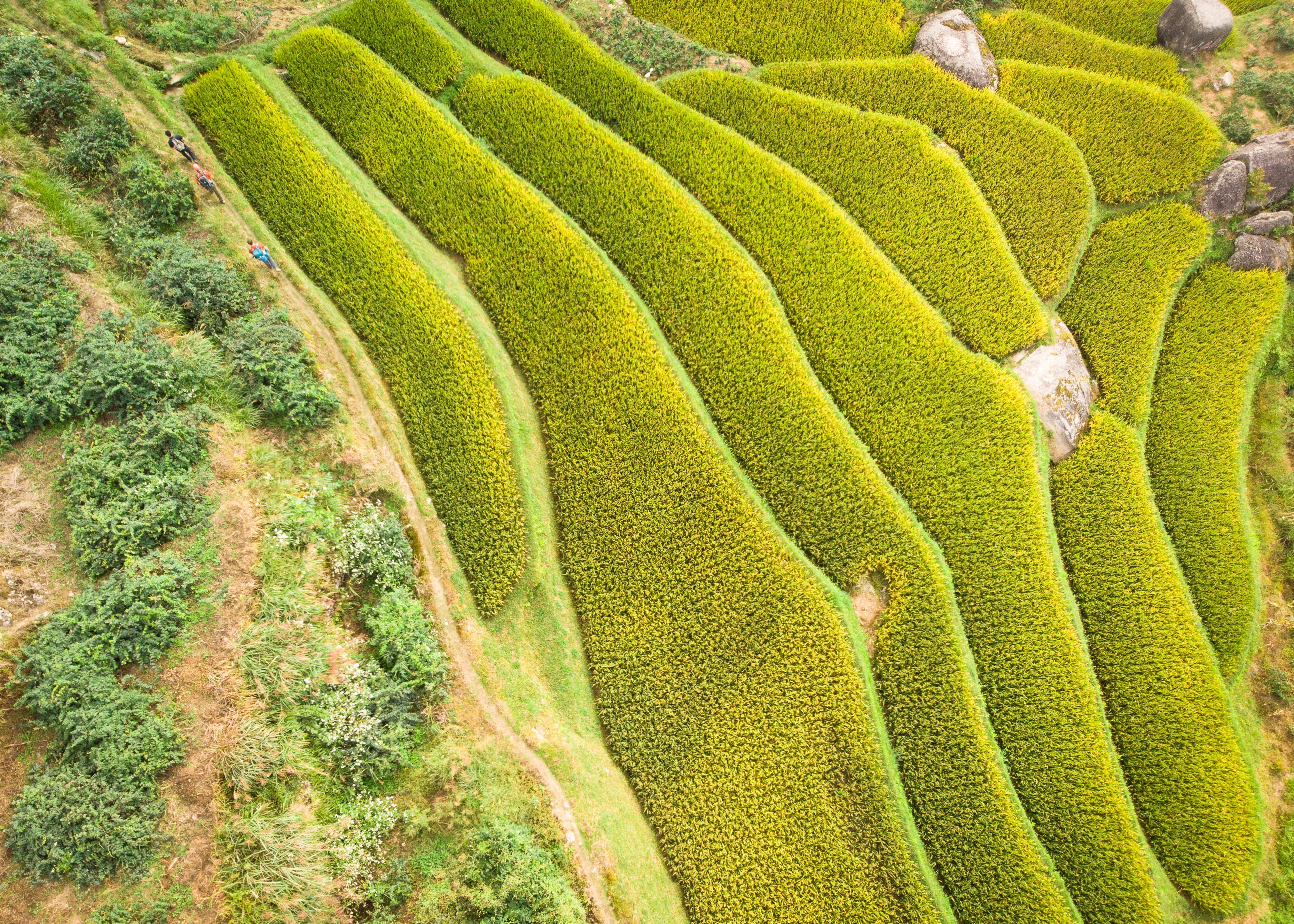 Hikers walk along rice terraces in the Xuefeng Mountains, in Hunan province, in China. Photo: Tessa Chan