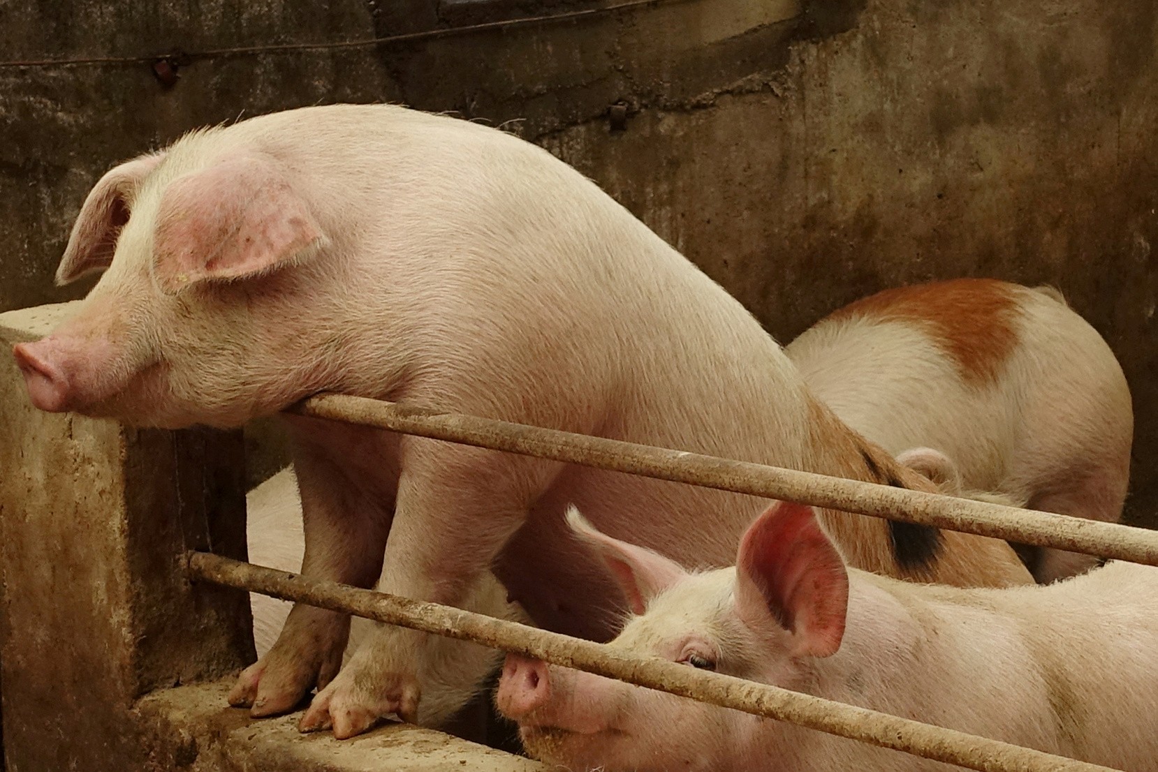 Pigs on a farm in Liaoning province, China. Photo: Reuters