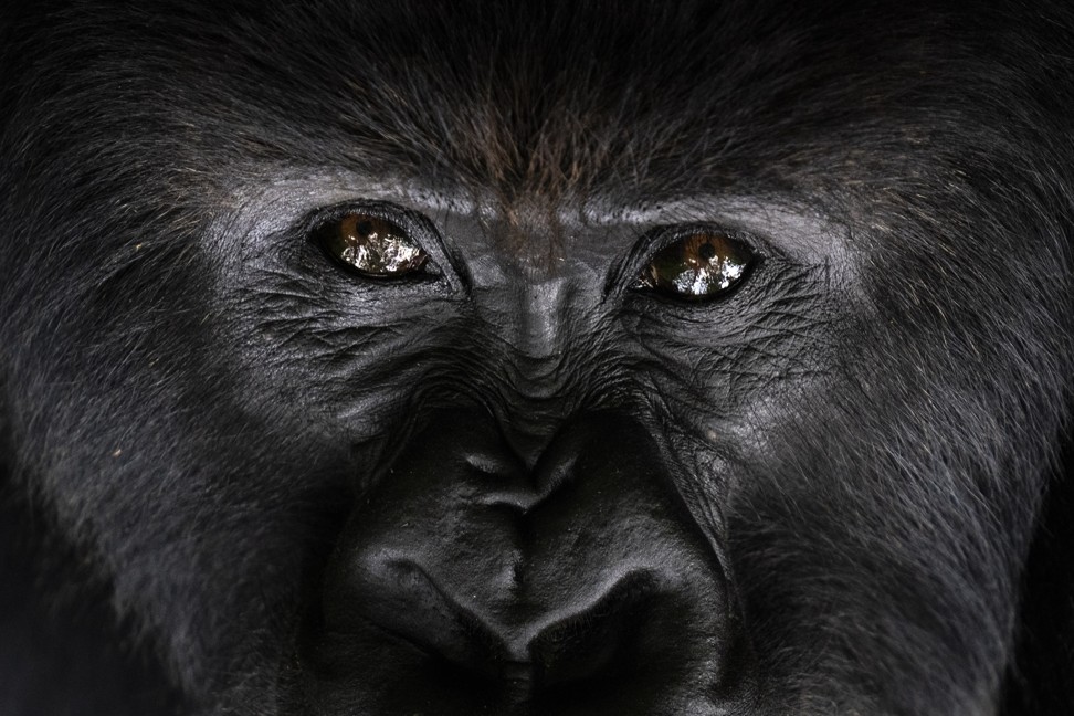 A silverback mountain gorilla named Segasira lies under a tree in the Volcanoes National Park. Photo: AP/Felipe Dana