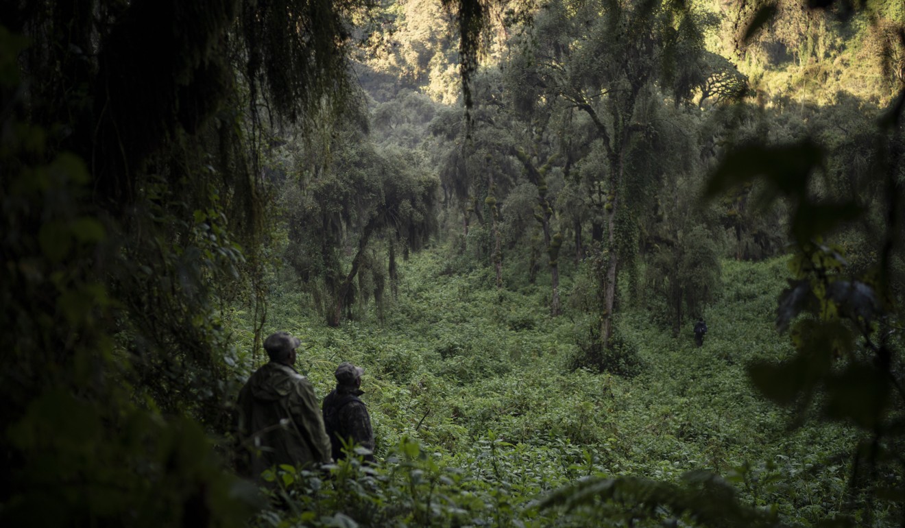 Gorilla trackers Emmanuel Bizagwira (left) and Safari Gabriel search for members of the Agasha group. These gorilla trackers help scientists, tour guides and veterinary surgeons find gorillas quickly. Photo: AP/Felipe Dana