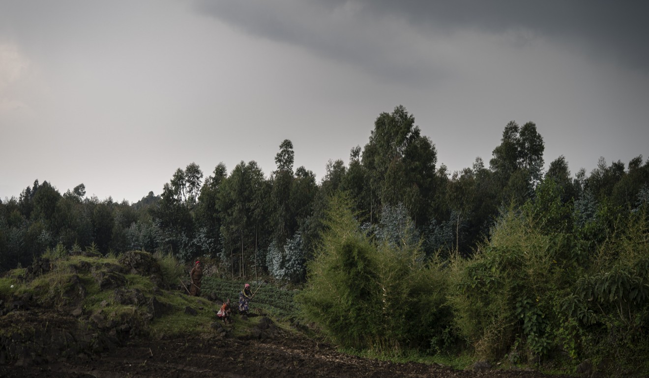 Farmers work on their land near the Volcanoes National Park. The money they receive from the park means they don’t need to clear more land for crops, or poach the gorillas for bush meat. Photo: AP/Felipe Dana