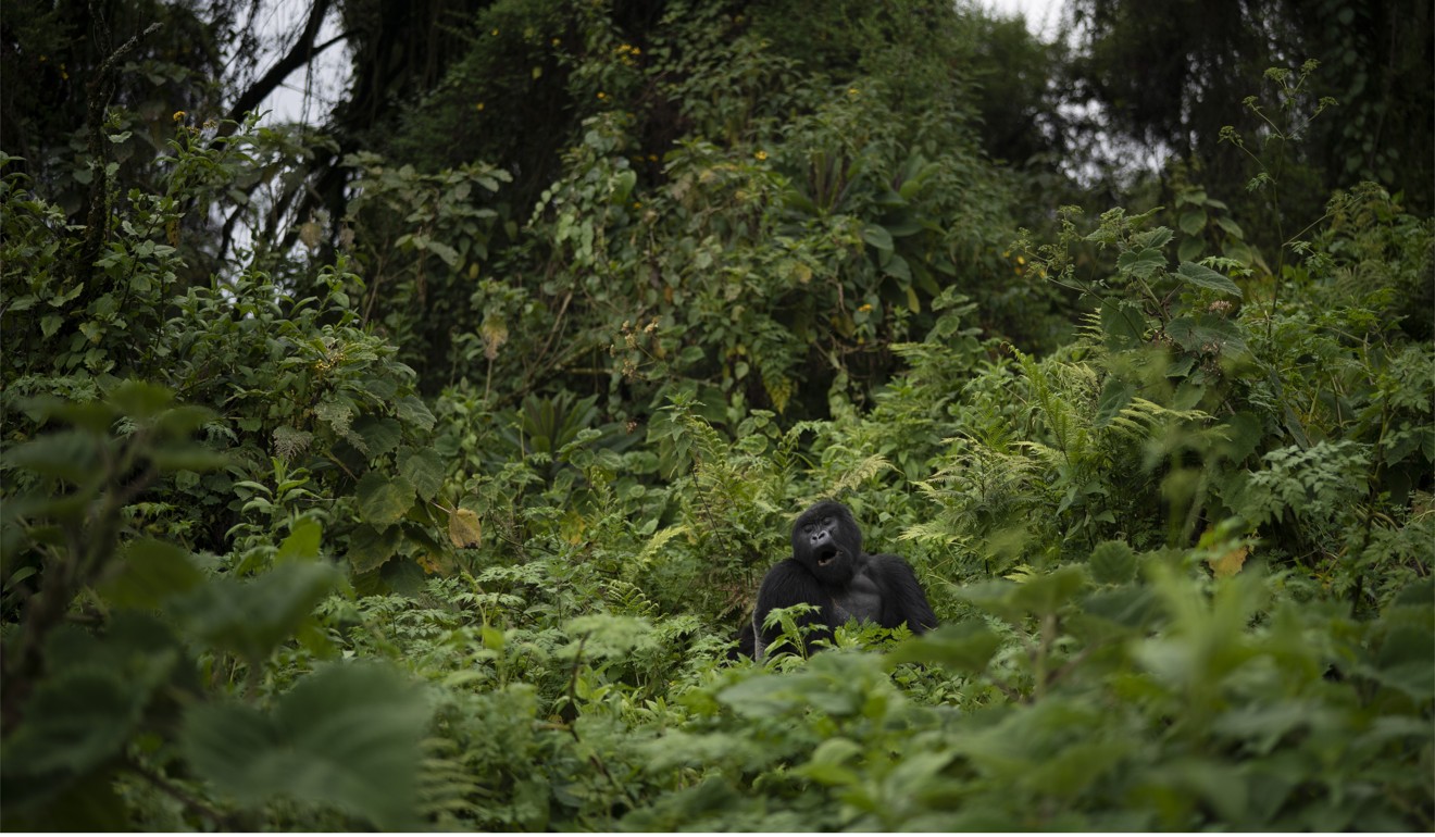 A silverback mountain gorilla named Pato sits in the Volcanoes National Park, Rwanda. Photo: AP/Felipe Dana