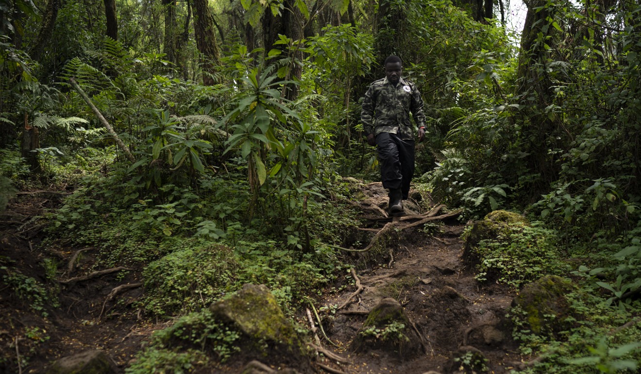 Biologist Jean Paul Hirwa walks down a trail to observe mountain gorillas. Photo: AP/Felipe Dana