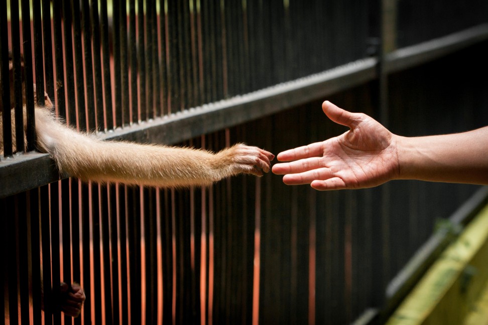 A visitor tries to touch the hand of a pig-tailed macaque at Ragunan zoo in Jakarta. Photo: Alamy
