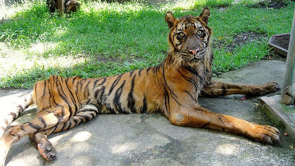 Animal cruelty still plagues Indonesia’s zoos despite outrage voiced on ...