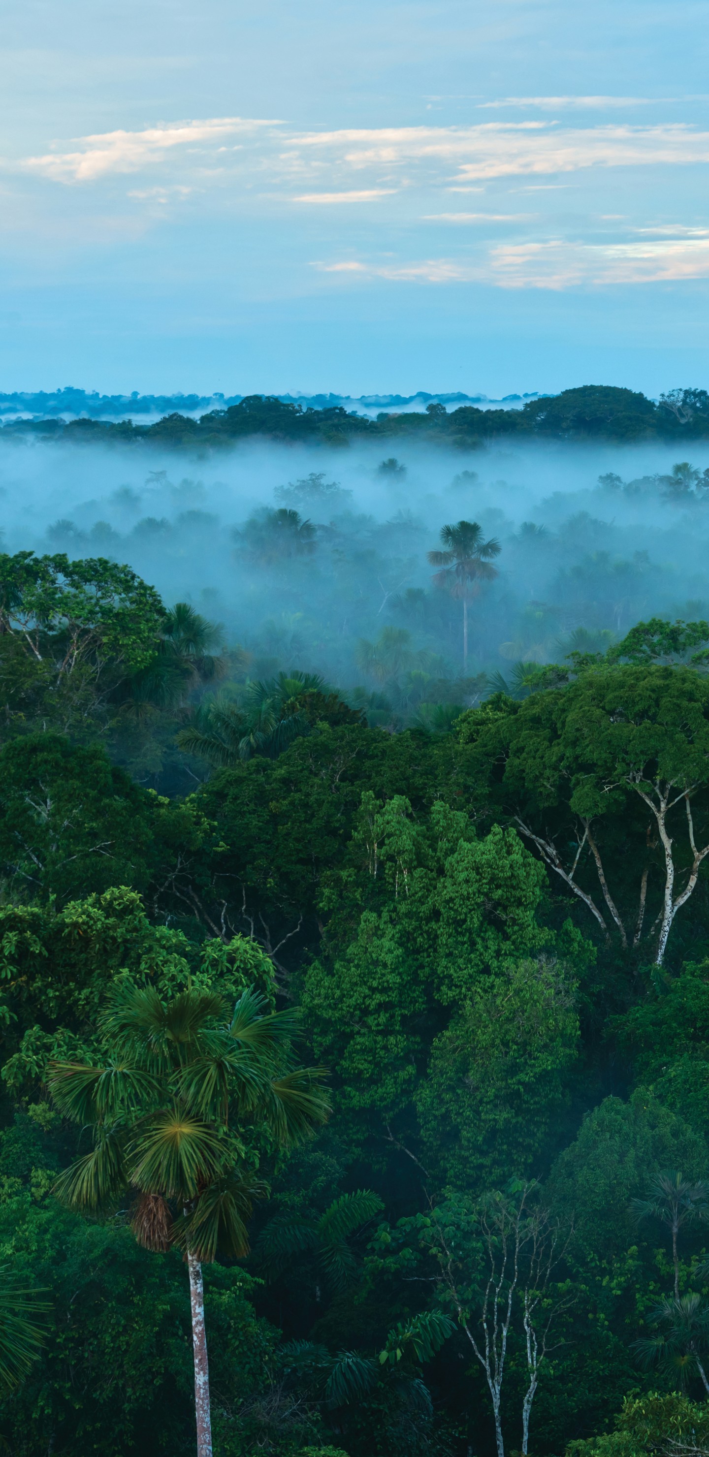 Australia's tropical rainforests have been dying faster for decades in  'clear and stark climate warning', Environment