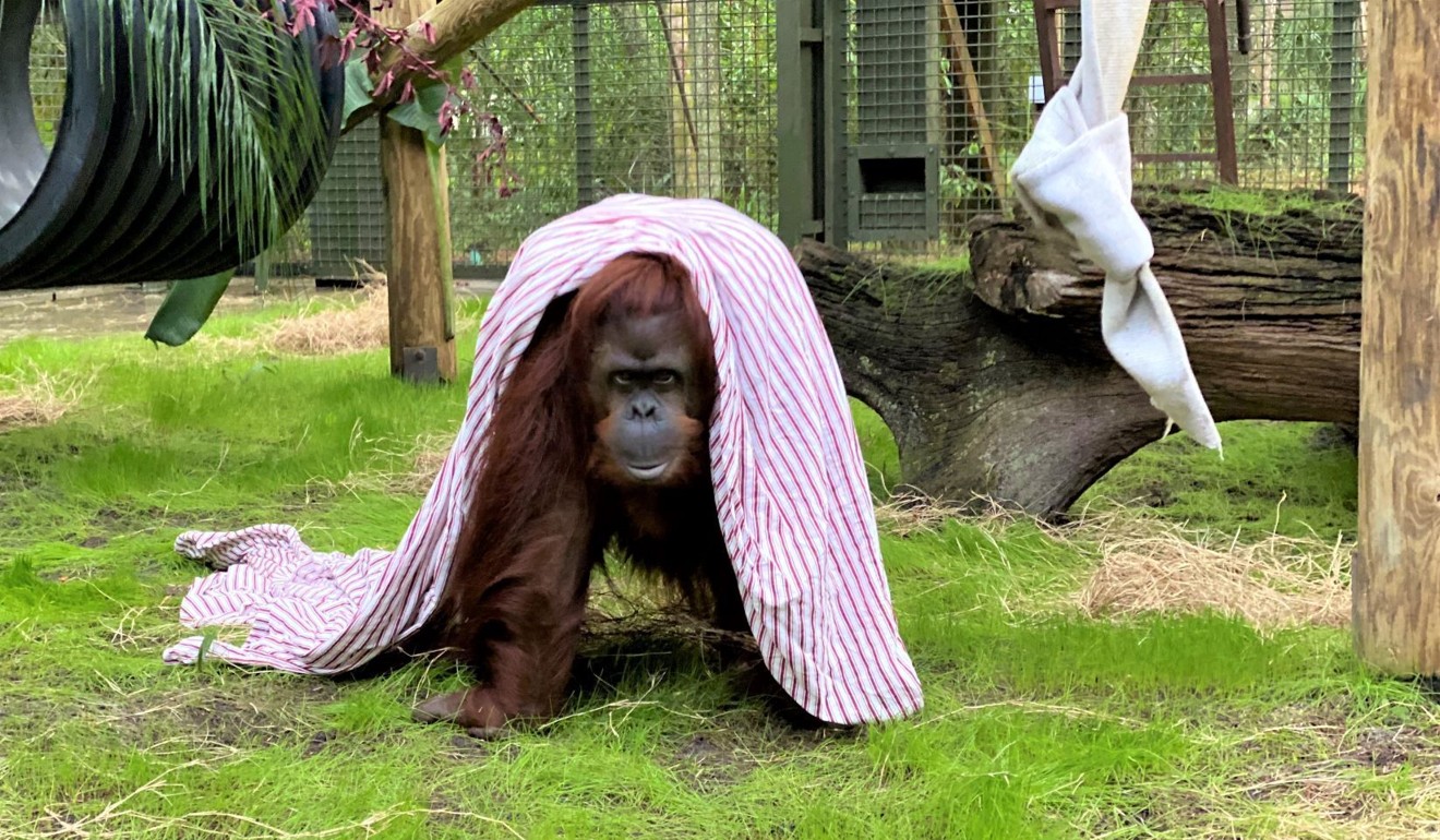 Sandra, a 33-year old orangutan, settles into her new home. Photo: Centre for Great Apes via AP