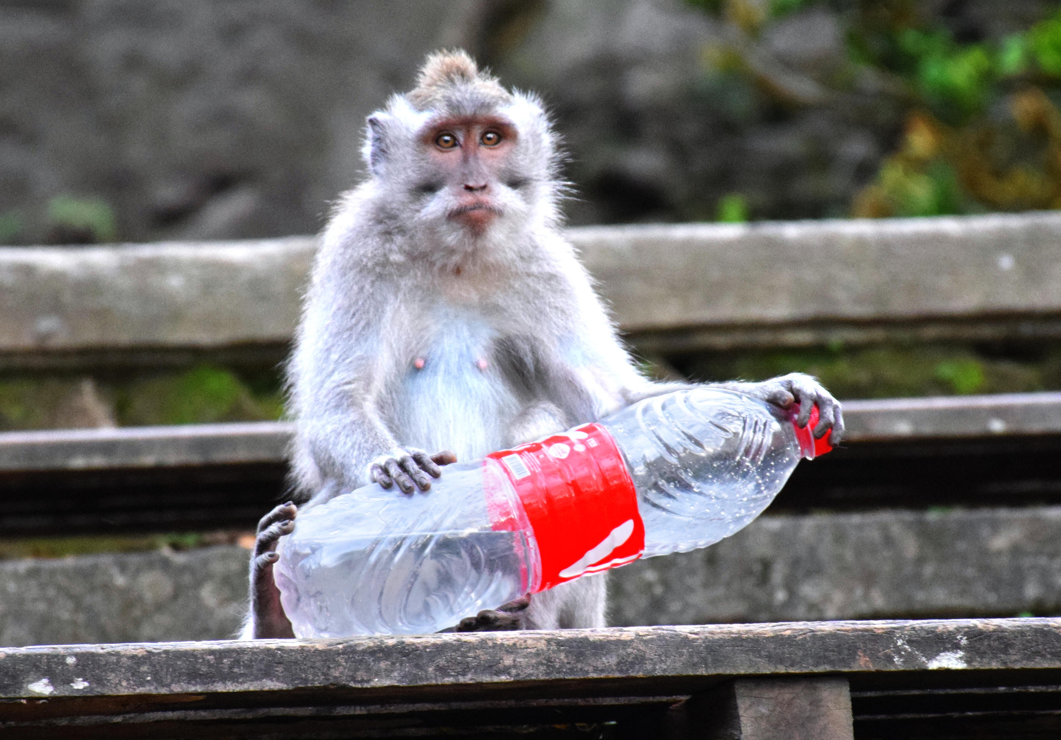 A monkey in the Sacred Monkey Forest in Ubud, Bali, plays with a plastic bottle. Photo: Alamy