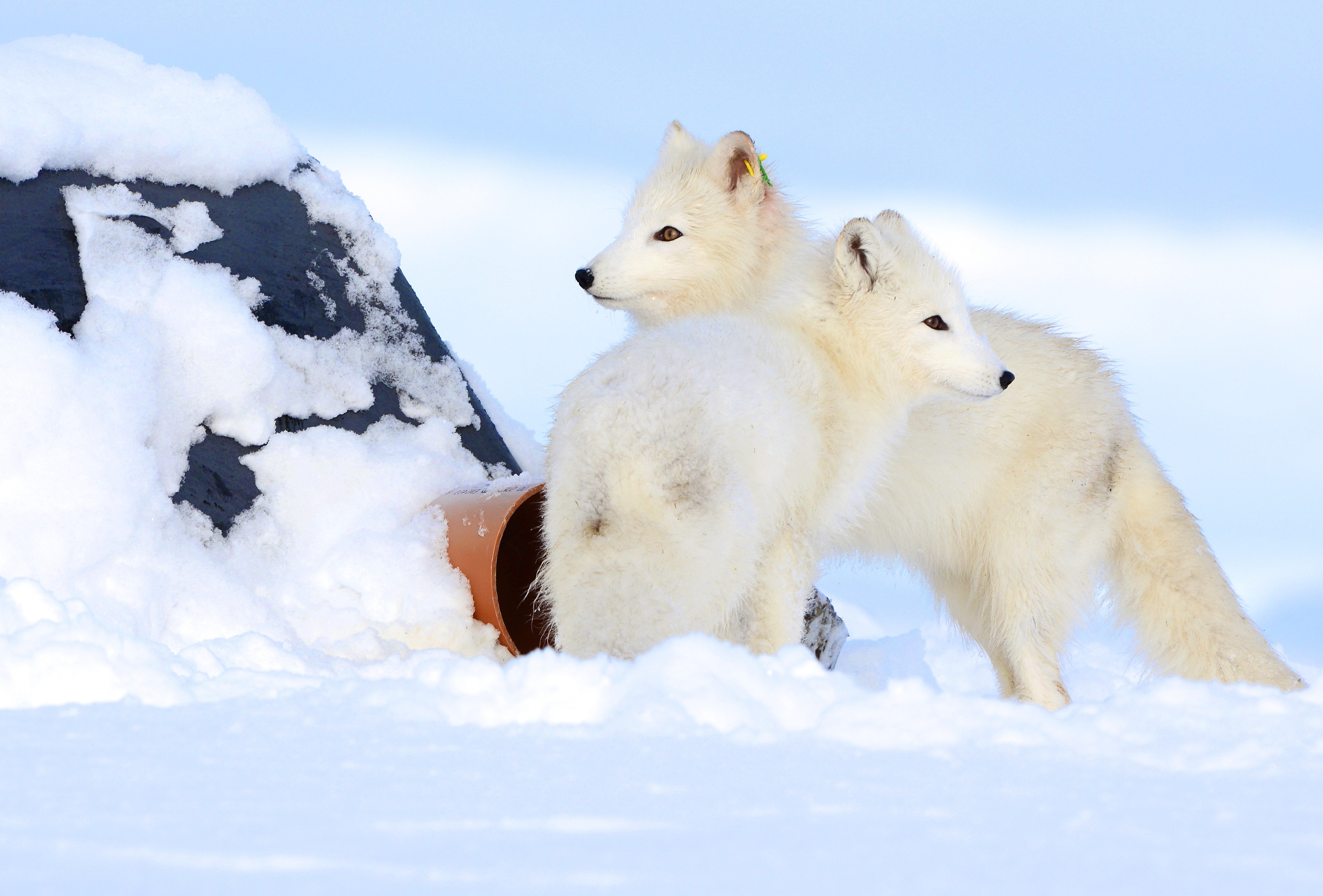 White Arctic foxes at a feeding station on the Hardangervidda Plateau, in Norway. Photo: Daniel Allen