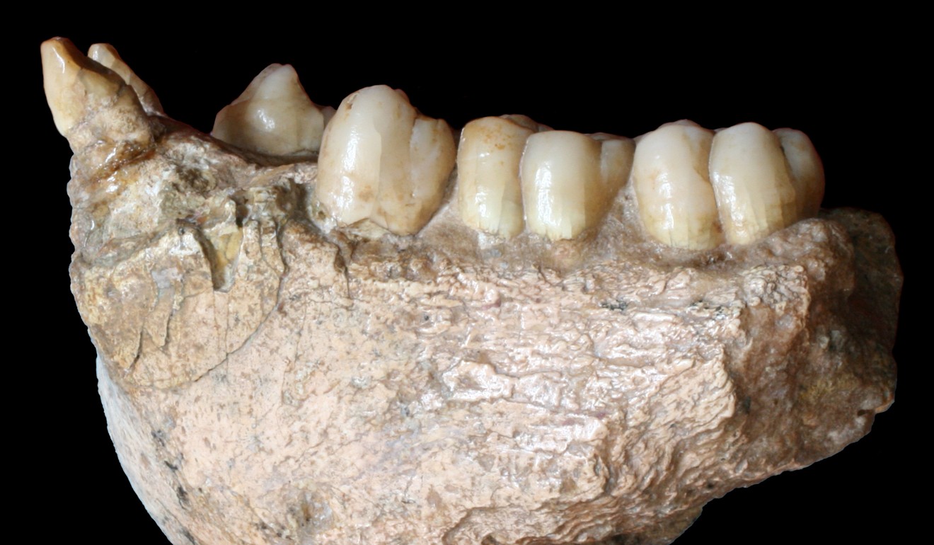 A fossil of a lower jaw of the large extinct ape Gigantopithecus blacki was found in Chuifeng cave in China’s Guangxi region. Photo: Wang Wei via Reuters