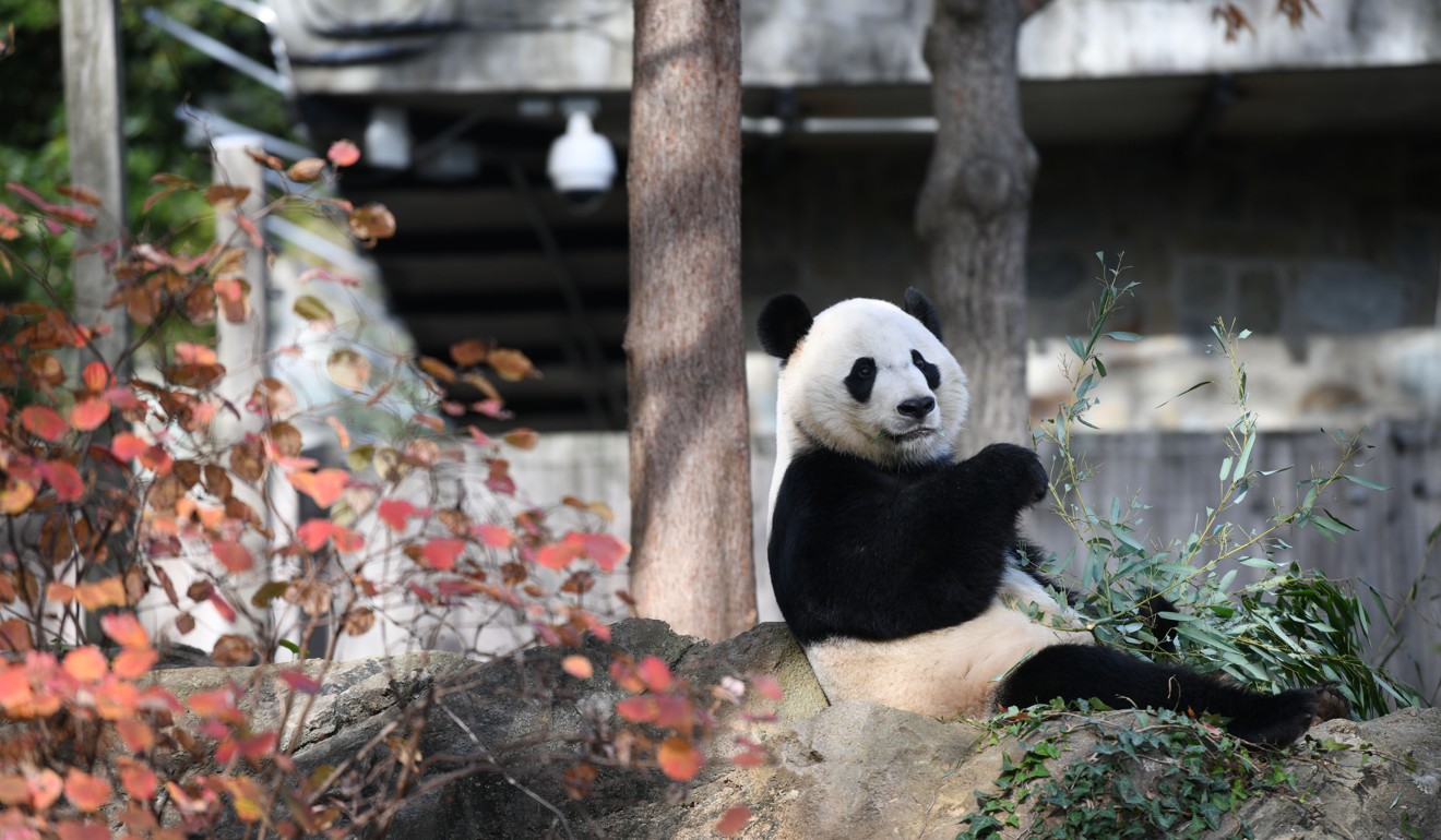 Родина панд. Заповедник панд в Китае. Зоопарк панд в Китае. Большая Панда в Китае. Панда Бэй Бэй.