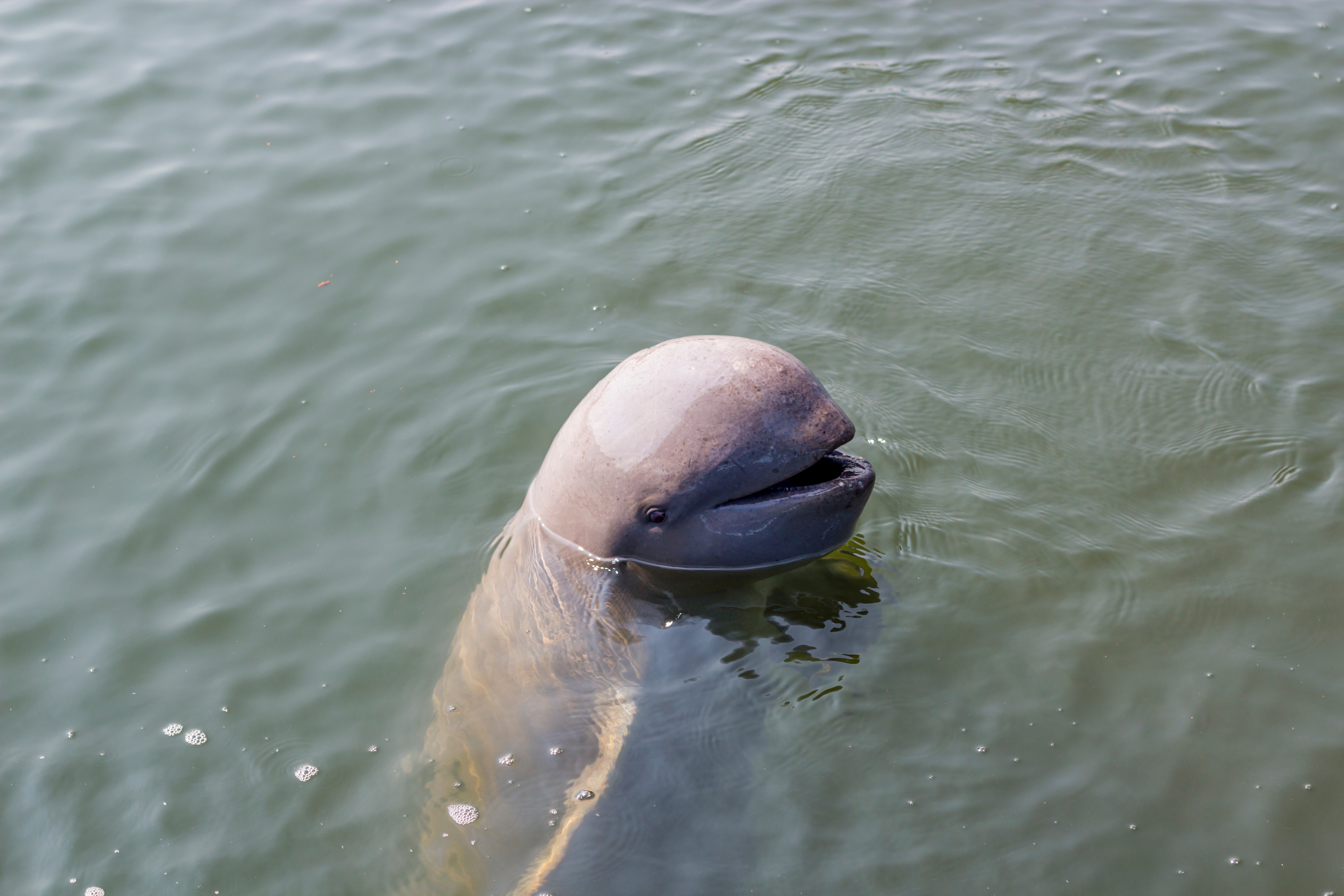 An Irrawaddy dolphin in Myanmar. Photo: Shutterstock
