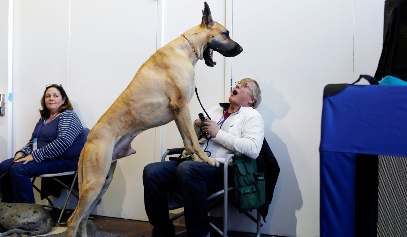 Large dogs have shorter lifespans than smaller breeds. A man reacts as Cap'n Crunch the Great Dane yawns during a Meet the Breeds event in New York in February. Photo: Reuters