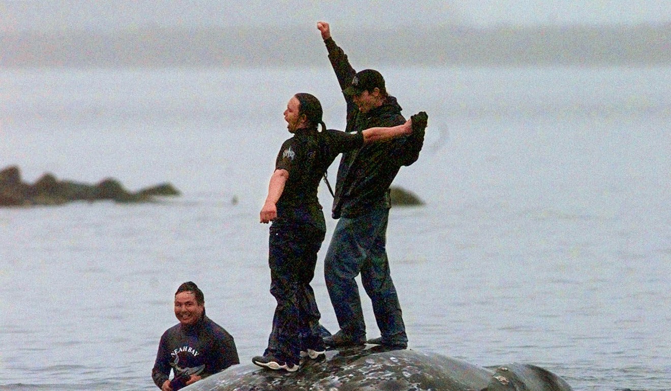 Two Makah Indian whalers stand atop the carcass of a dead grey whale at Neah Bay, Washington. Photo: AP