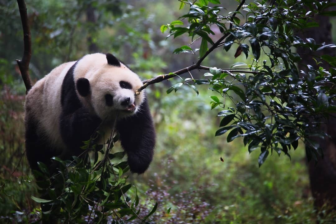 At the China Conservation and Research Center for the Giant Panda, you can sign up for a week-long programme to help feed the animals. Photo: @hayesomg/Instagram.
