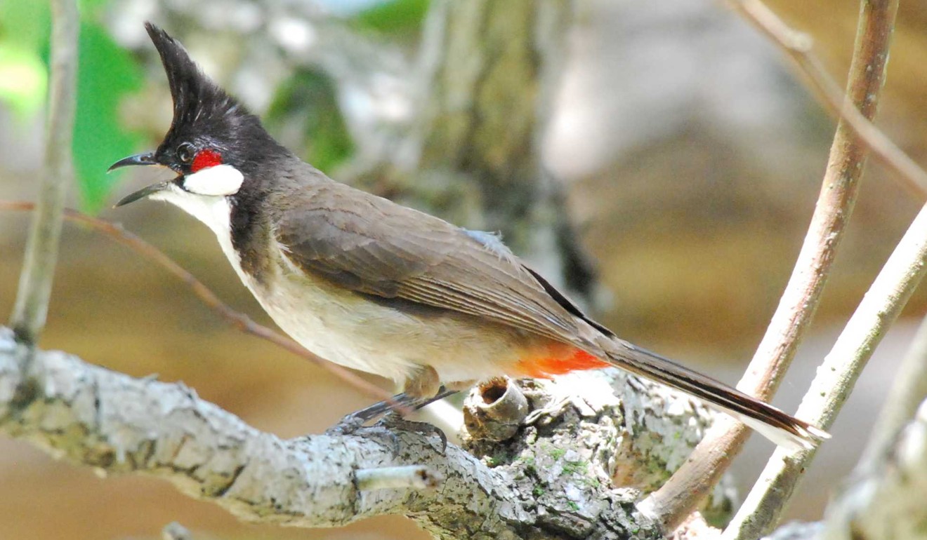 Noise pollution has impacted many species in Hong Kong, particularly birds, frogs and insects. Photo: Wong Ka-kiu