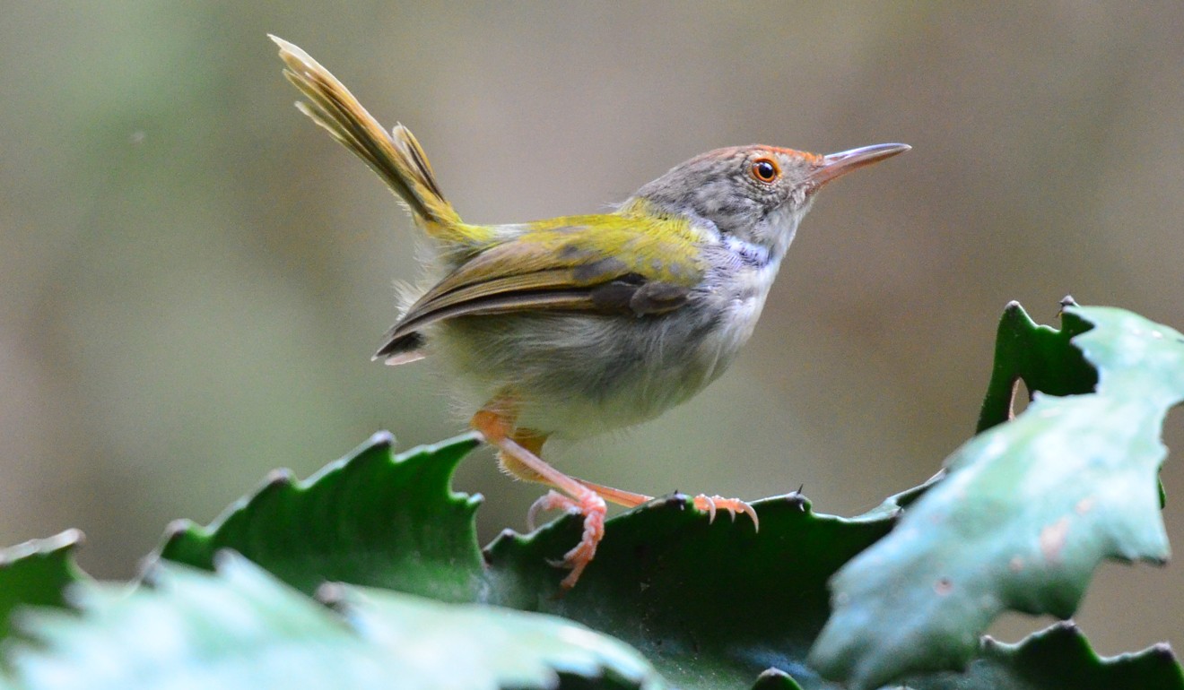 Research indicates that birds in Hong Kong have changed the way they communicate because of how noisy the city is. Photo: Wong Ka-kiu
