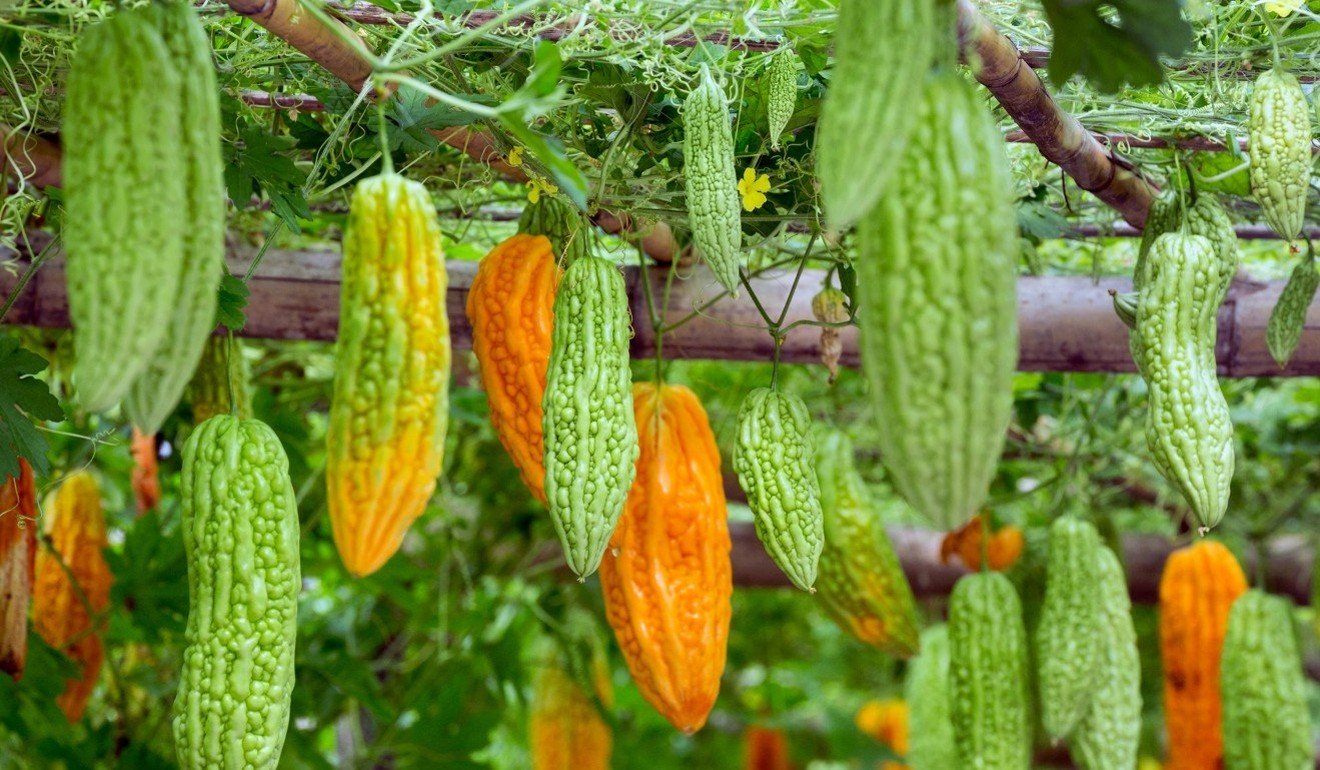 Bitter melons growing on vines. Photo: Shutterstock