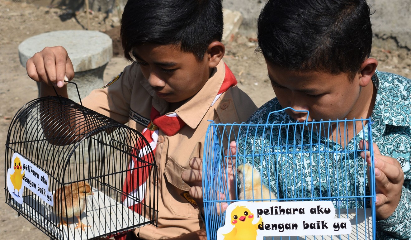 Indonesian pupils look at chicks in cages with signs that read ‘please take good care of me’. Photo: AFP
