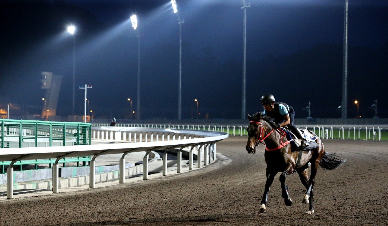 A horse works under lights at Conghua. Photo: HKJC