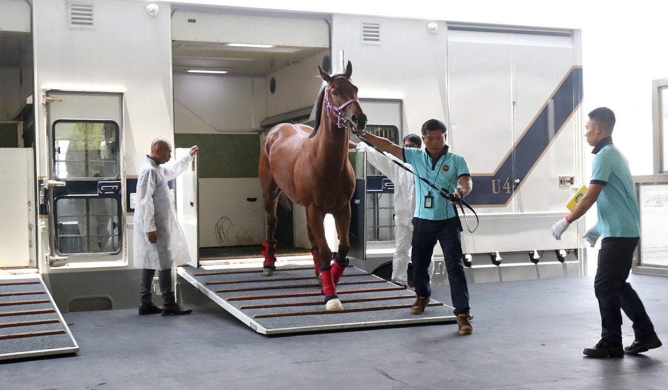 A horse arrives at the Conghua training facility.