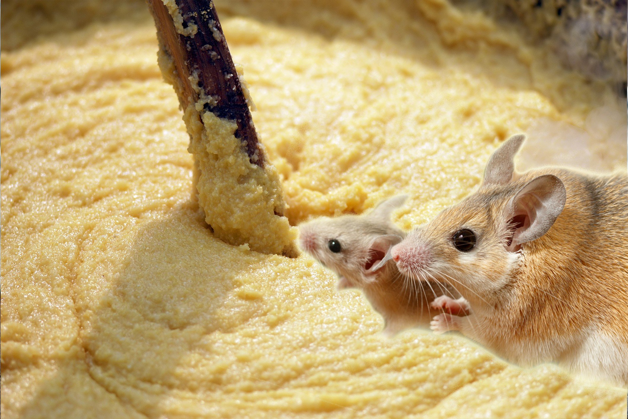 Mice which were fed polenta only for days during scientific experiments in the 1970s showed a spike in sexual activity and mated significantly more than usual. Photo: Getty Images/iStockphoto