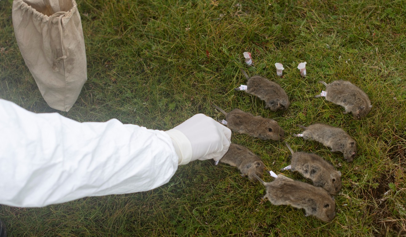 Authorities in Ulanqab said they had sprayed almost 200 acres of land to exterminate rats and fleas. Photo: Reuters