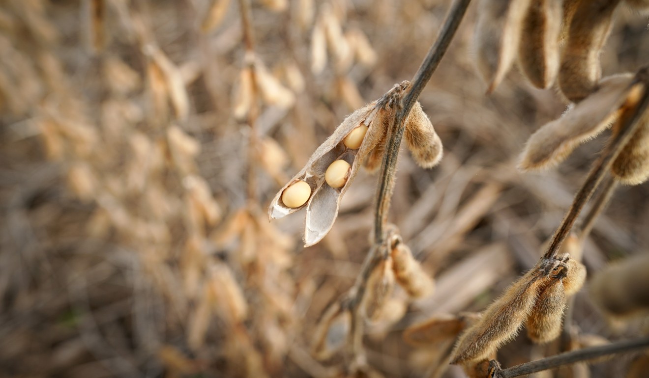 Soybeans in a field on Hodgen Farm in Roachdale, Indiana, on November 8. Photo: Reuters
