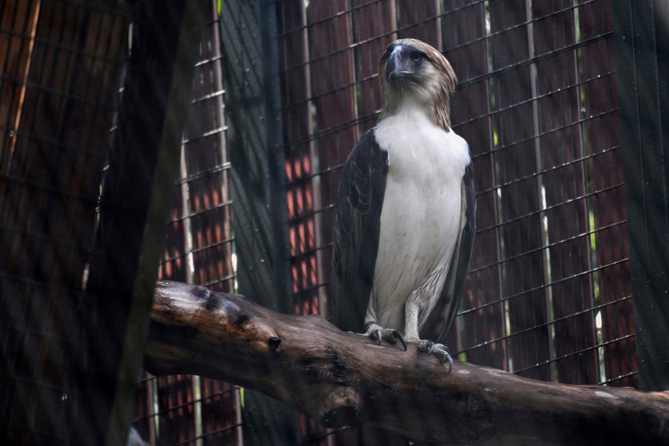 A female Philippine eagle named Sambisig at Jurong Bird Park in Singapore. Photo: AFP