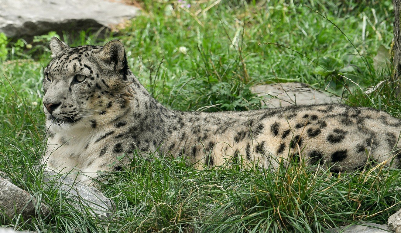 The railway could encroach on the habitat of the snow leopard. Photo: AFP