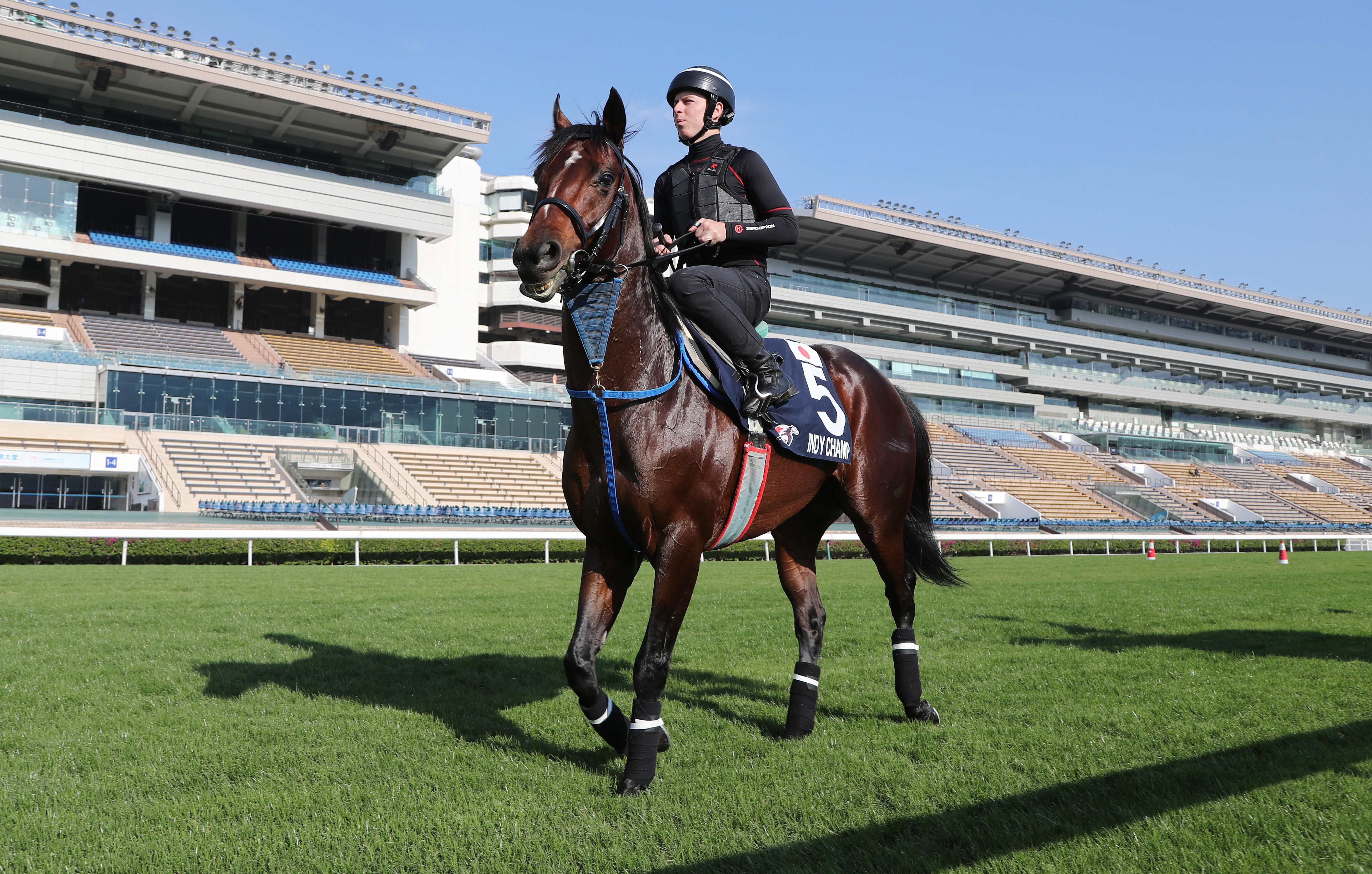 Indy Champ and jockey Damian Lane head back to the stables after Wednesday morning’s gallop. Photo: Kenneth Chan