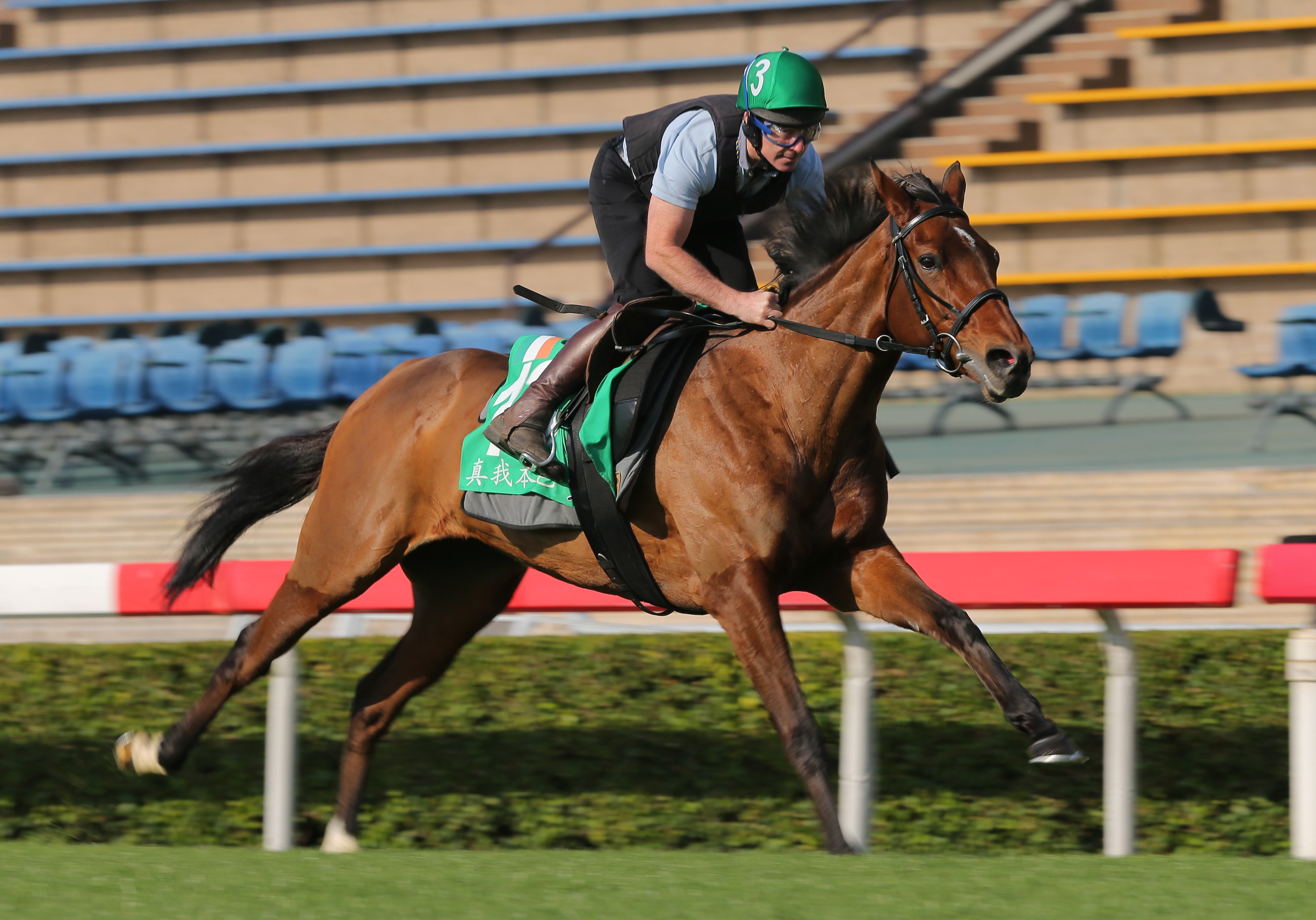 True Self gallops on the turf at Sha Tin on Tuesday morning. Photos: Kenneth Chan