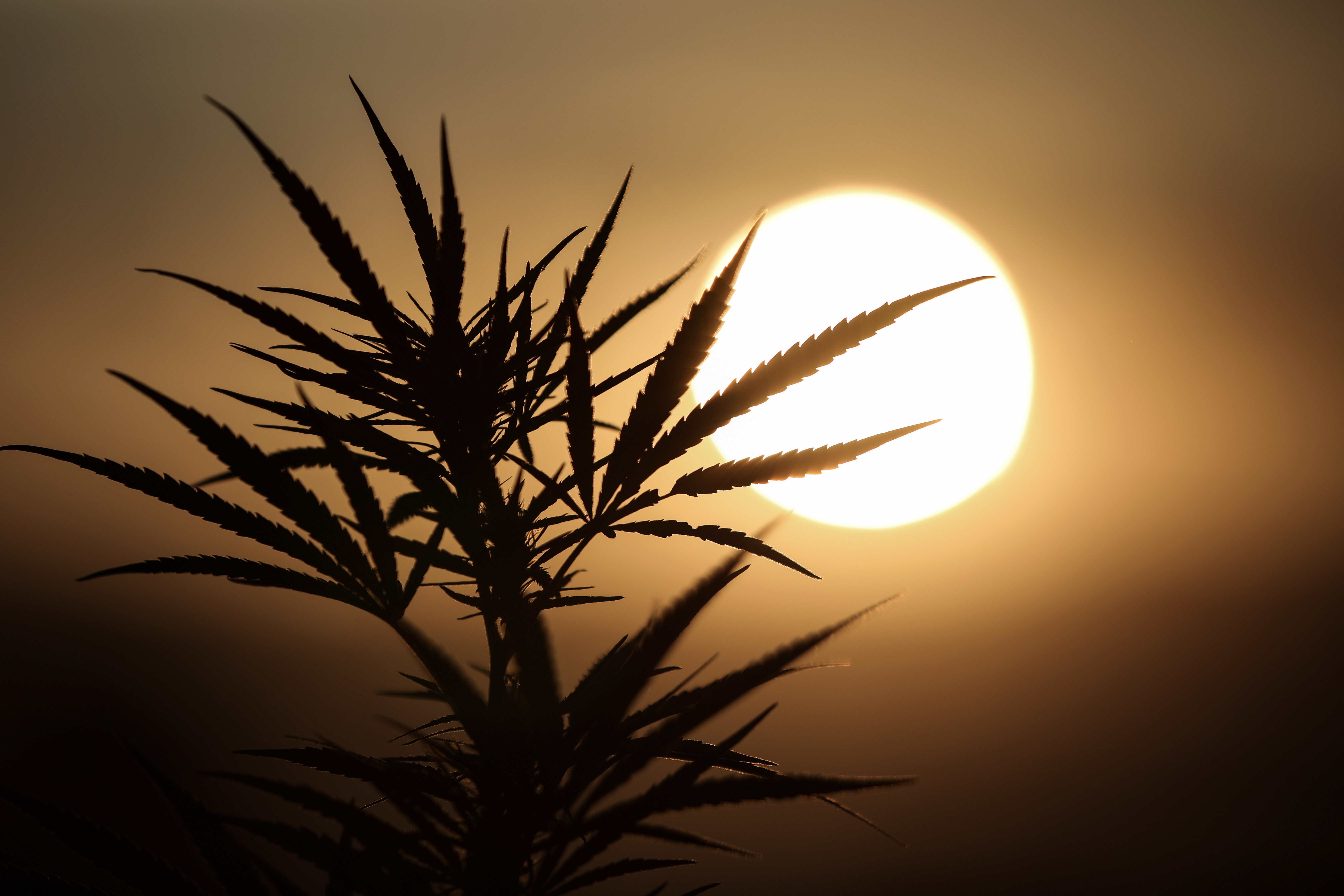 One leaked document described cannabidiol (CBD) oil exports as ‘currently more valuable than gold’. Photo: Reuters