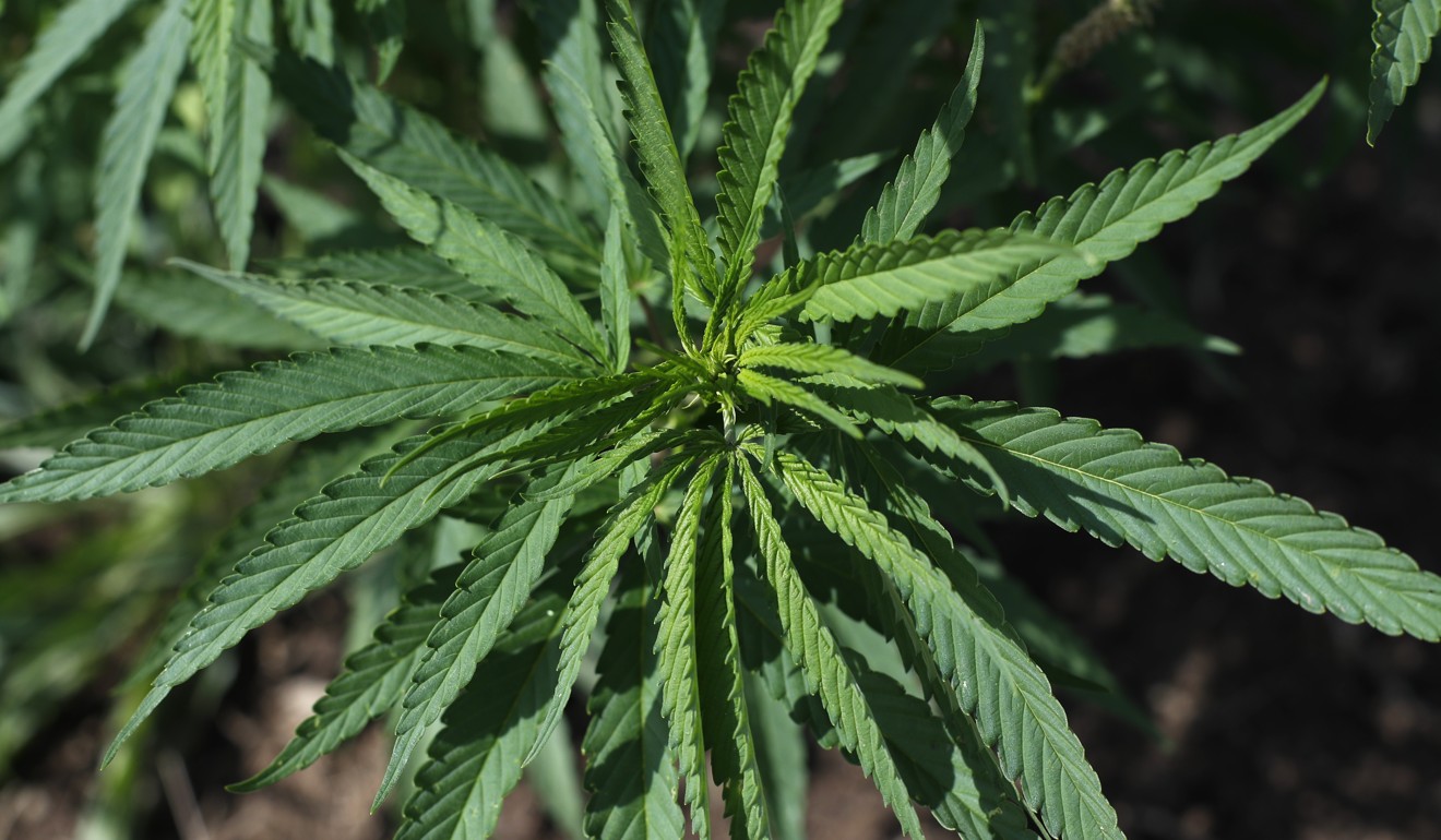 Trade Park Corporation had lofty business plans to produce medicinal cannabis extracts. Photo: AP