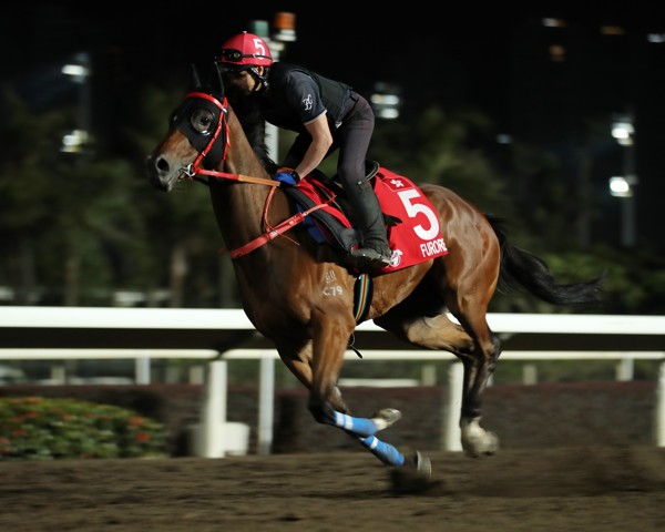 Furore gallops at Sha Tin on Thursday morning.